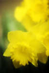 Narcissus 