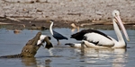 Jealous Pelican