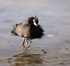 Coot