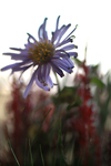 Flowers Set 10 - 11