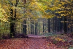 Towards Beechenhurst