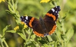 Red Admiral