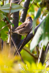 House Sparrow (female) in Foliage