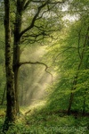 Pookchurch Mist