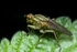Dung Fly