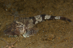 Agonus cataphractus