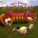 Video - Love Song for an Agility Dog portfolio