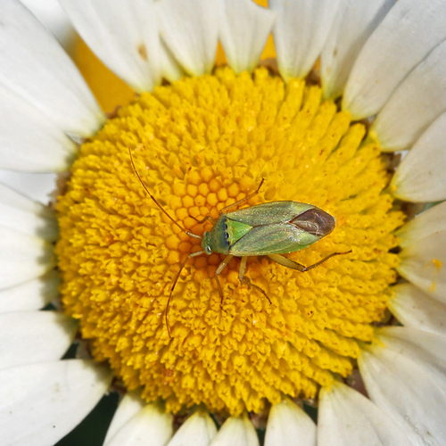 Closterotomus norvegicus