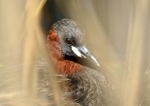 Little Grebe