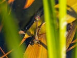 Large Red Damselflies