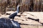 Bird Cormorant