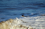 Atlantic Grey Seal