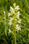 Butterfly Orchid