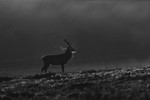 Red Deer.1KJS4757bw