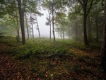 Danefield Woods