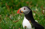 Puffin