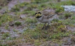 Shorelark.