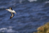 Black-browed Albatross descending fast, West Point Island