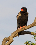 Bateleur perched on a branch at the top of a tree