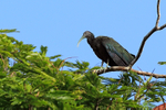 Green Ibis portfolio