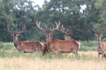 Red Deer   3
