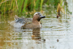 Garganey (male) entangled with weed, Stratfield Brake, Oxfordshire