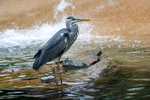 Grey Heron - DSC_3667