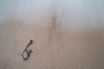 Forlorn 11