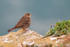 Rock Pipit on cliffs, Durlston, Dorset