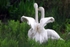 Unfurling those wings
