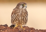 Kestrel