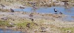 FLB037: Shore birds