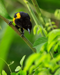 Black-cowled Oriole, Costa Rica