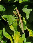 Praying Mantis