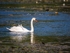 Mute Swan