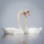 Misty Sawns