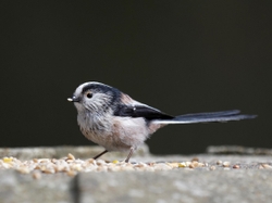 Long Tailed Tit