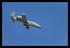 A-10 Warthog Diving