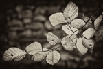 Beech Branch