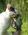 520 Cat and Squirrel
