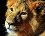 The Lion Cub
