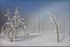 Yellowstone Trees
