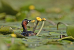 Little Grebe - Tachybaptus ruficollis