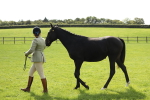 S48 - Show Pony & Show Hunter Pony In Hand portfolio