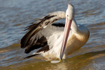 Pelican Preening 4
