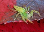 Jumping Spider