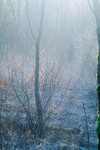 january defrosting woodland bog