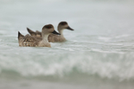 Crested Duck pair swimming together, Saunders Island, Falklands