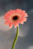 Single Pink Gerbera - DSC_1195