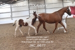 JAC_6677